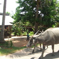 Cambodge 2006 126